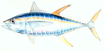 yellowfin tuna